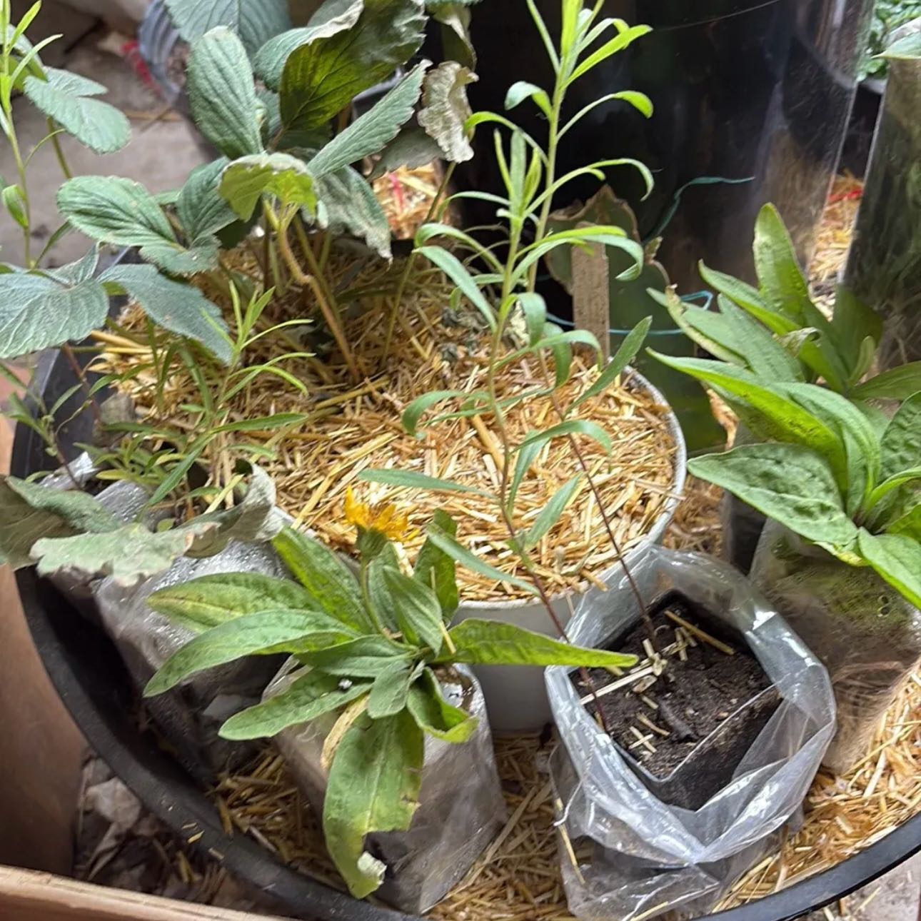 Photo of the plant species Mountain Arnica by @Idplantthat named Aspen, Willow, Maple on Greg, the plant care app