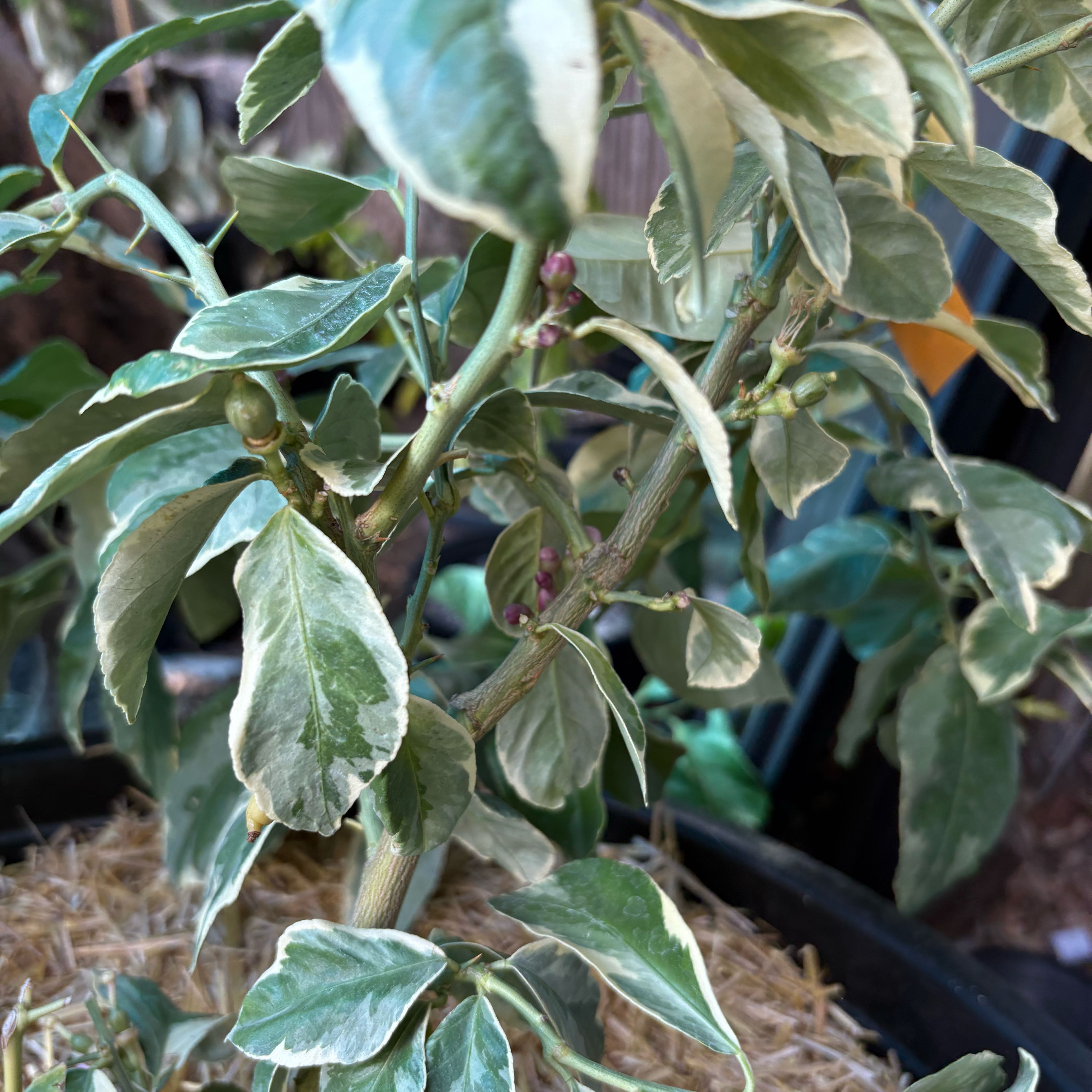 Photo of the plant species Variegated Lemon by @Idplantthat named Willow Dawn on Greg, the plant care app