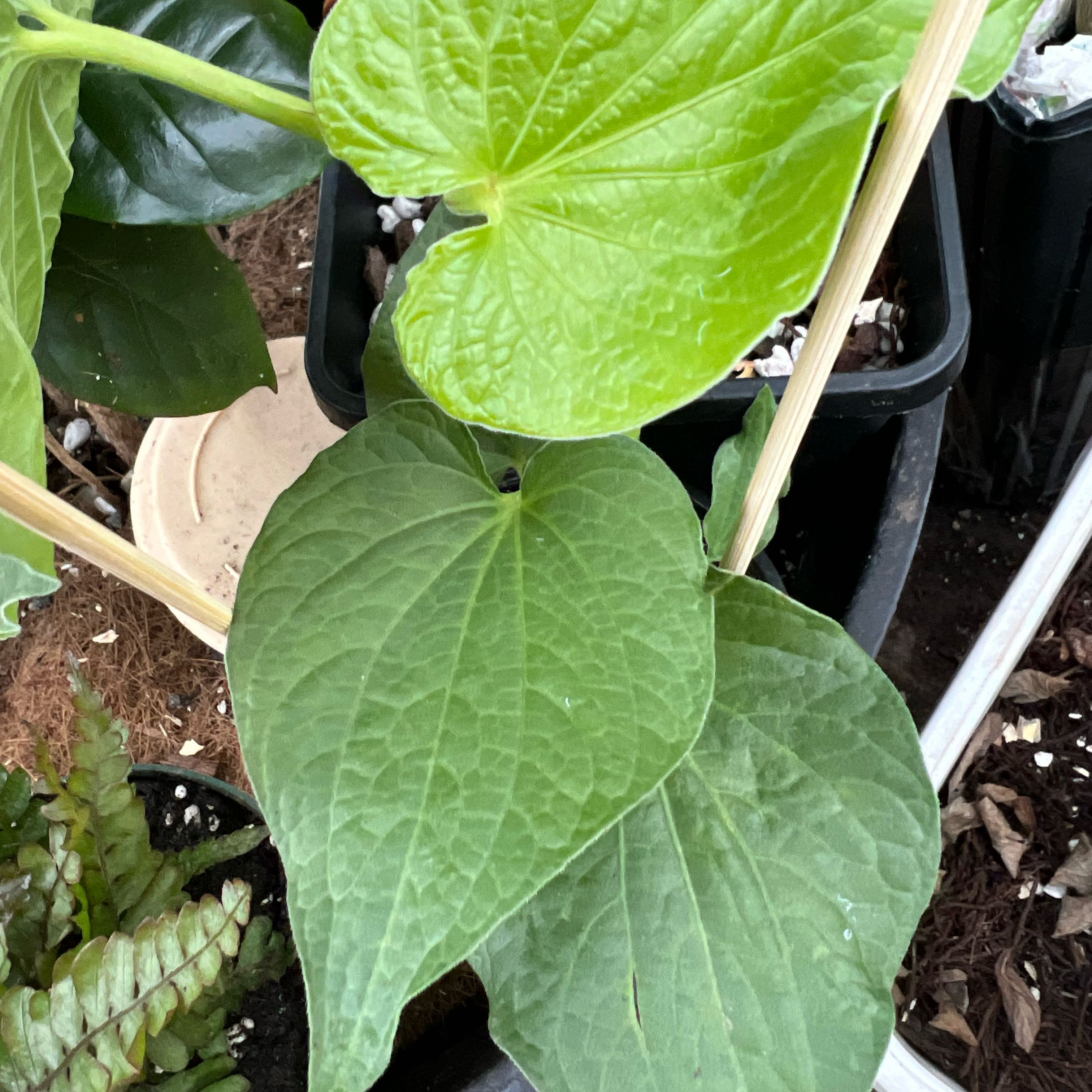 Photo of the plant species Kava by @Idplantthat named Blazing Meadow on Greg, the plant care app