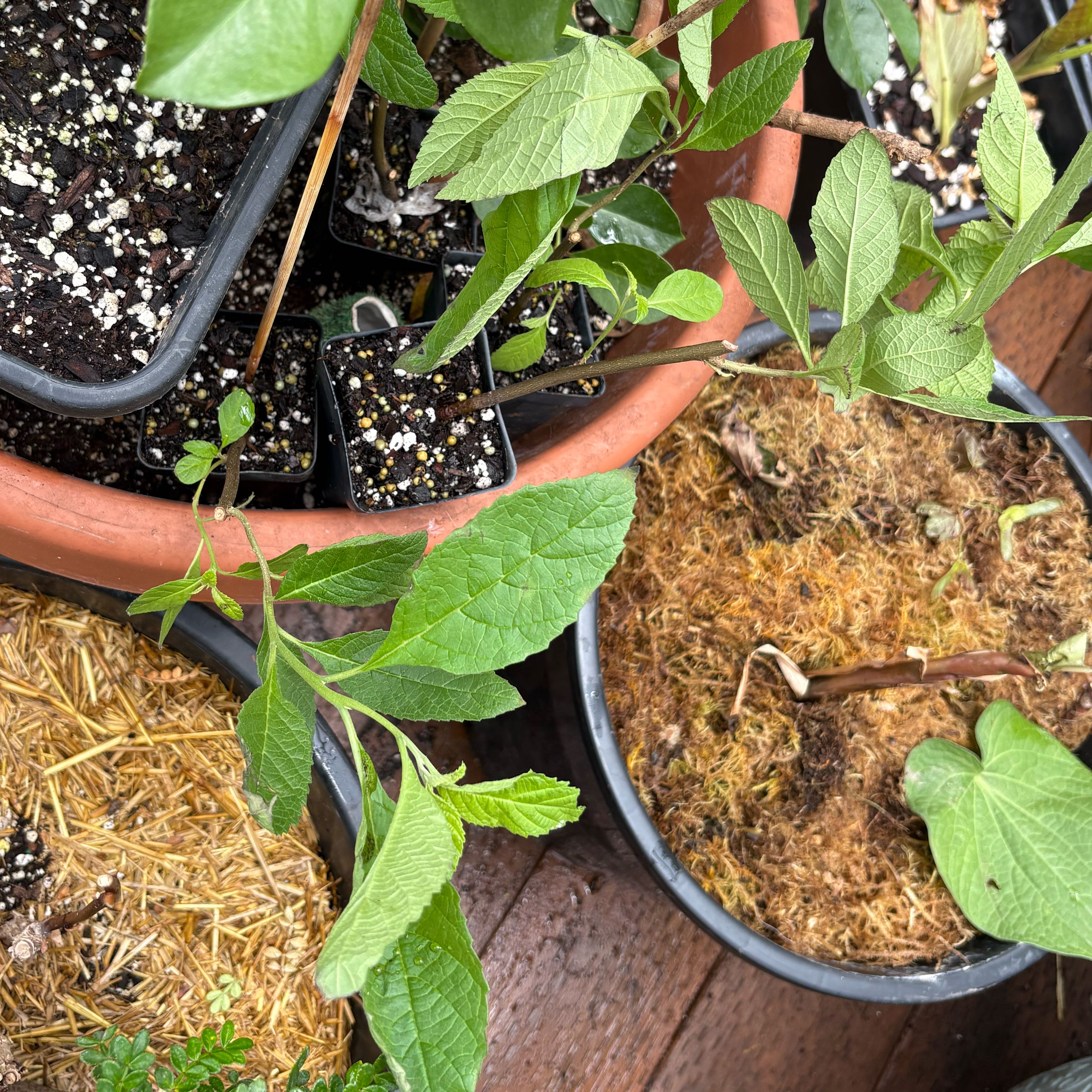 Photo of the plant species Cordia Verbenacea/ Boullion Plant by @Idplantthat named Chester, Lionel, Solomon, Otto on Greg, the plant care app
