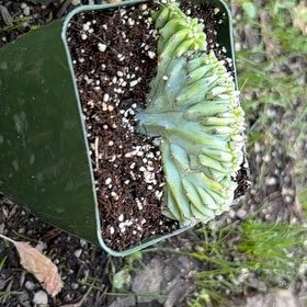 Photo of the plant species Crested Blue Candle by @Idplantthat named Blue Cameo Ridge on Greg, the plant care app