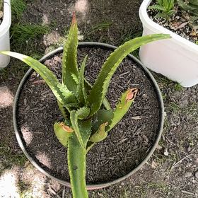 Photo of the plant species Red Aloe by @Idplantthat named Big Red on Greg, the plant care app