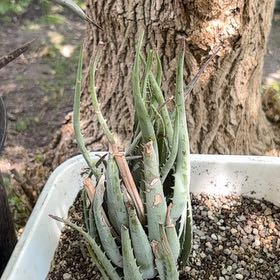 Photo of the plant species Blue Aloe by @Idplantthat named Blue Elf on Greg, the plant care app