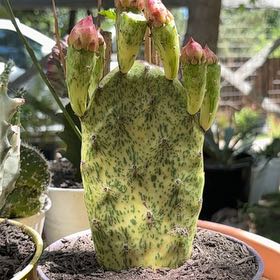 Photo of the plant species Sunburst Prickly Pear by @Idplantthat named Hypnotic Sunburst on Greg, the plant care app