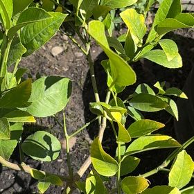Photo of the plant species Meyers Lemon by @Idplantthat named Lola Zest on Greg, the plant care app