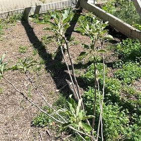 Photo of the plant species Cherry Cox Apple by @Idplantthat named Crimson Cox on Greg, the plant care app