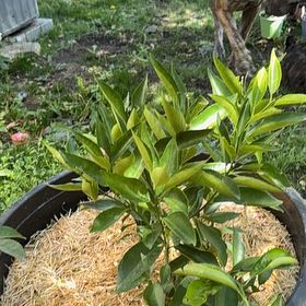 Photo of the plant species Nules Clementine by @Idplantthat named Wally’s Follies on Greg, the plant care app