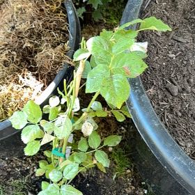 Photo of the plant species Flavorette Honey Apricot Rose by @Idplantthat named Sweet cheeks on Greg, the plant care app