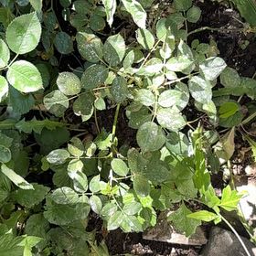 Photo of the plant species Rosa 'Flavorette Peard Edible Rose' by @Idplantthat named “Pearable” on Greg, the plant care app