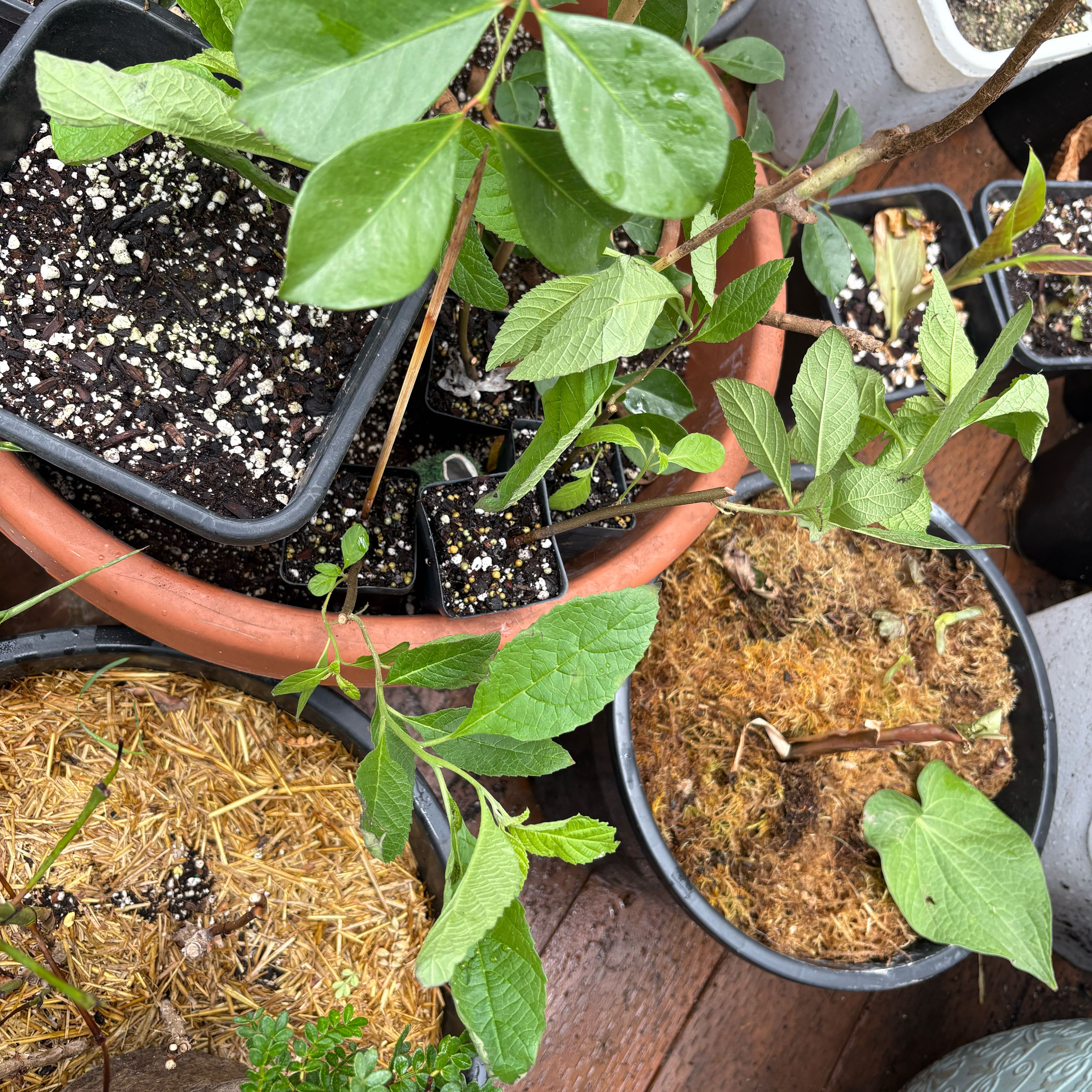 Photo of the plant species Cordia Verbenacea/ Boullion Plant by @Idplantthat named Yinuo on Greg, the plant care app
