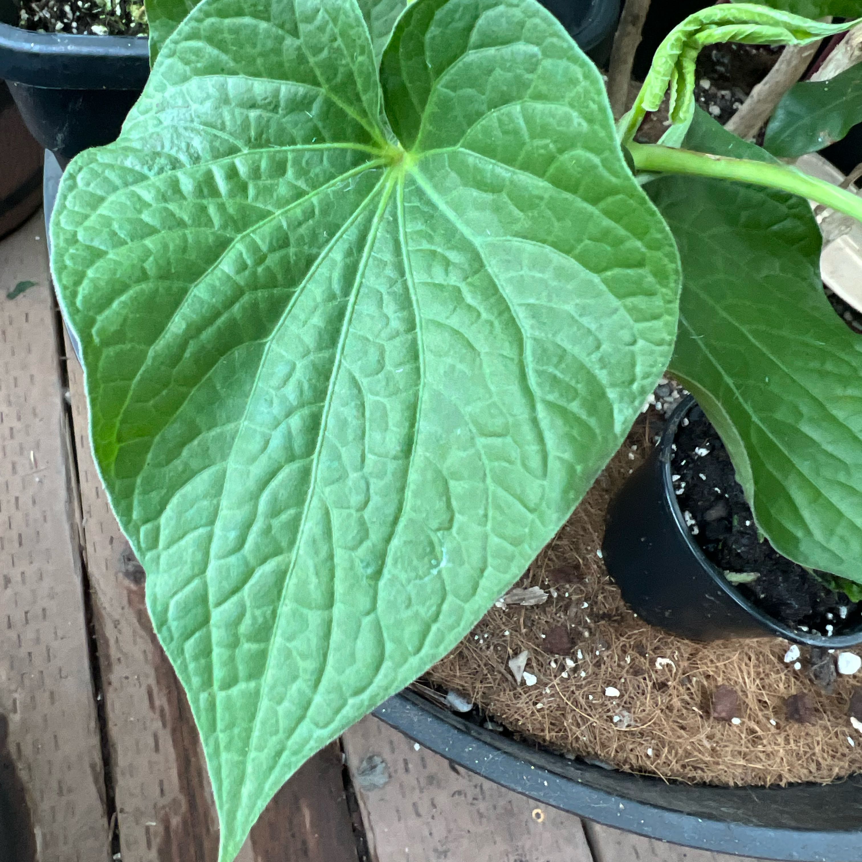 Photo of the plant species Kava by @Idplantthat named Dream weaver on Greg, the plant care app