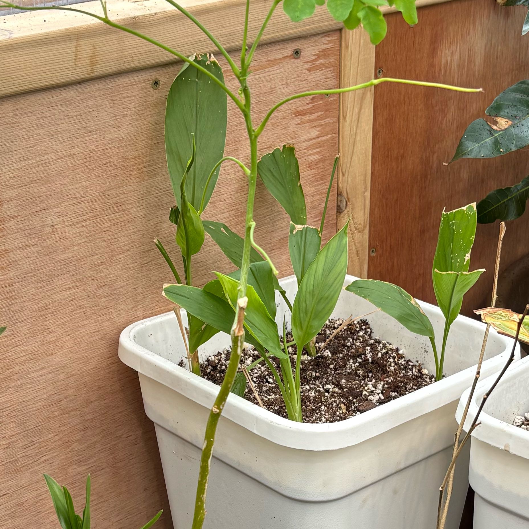 Photo of the plant species Dwarf Cardamom by @Idplantthat named Bangles on Greg, the plant care app