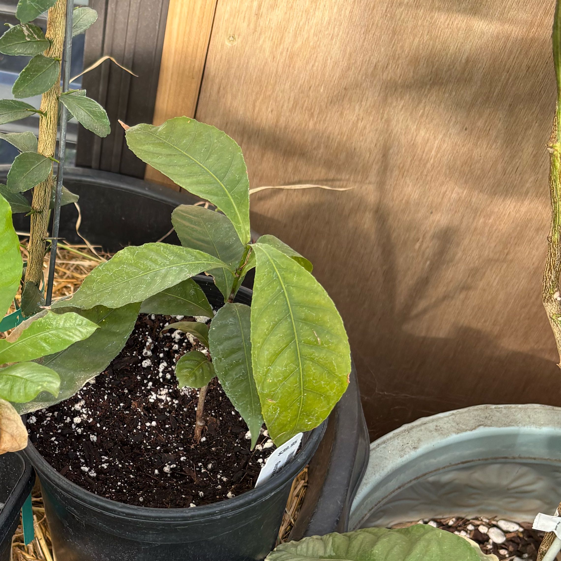 Photo of the plant species Heaven Lotus by @Idplantthat named Raziel on Greg, the plant care app