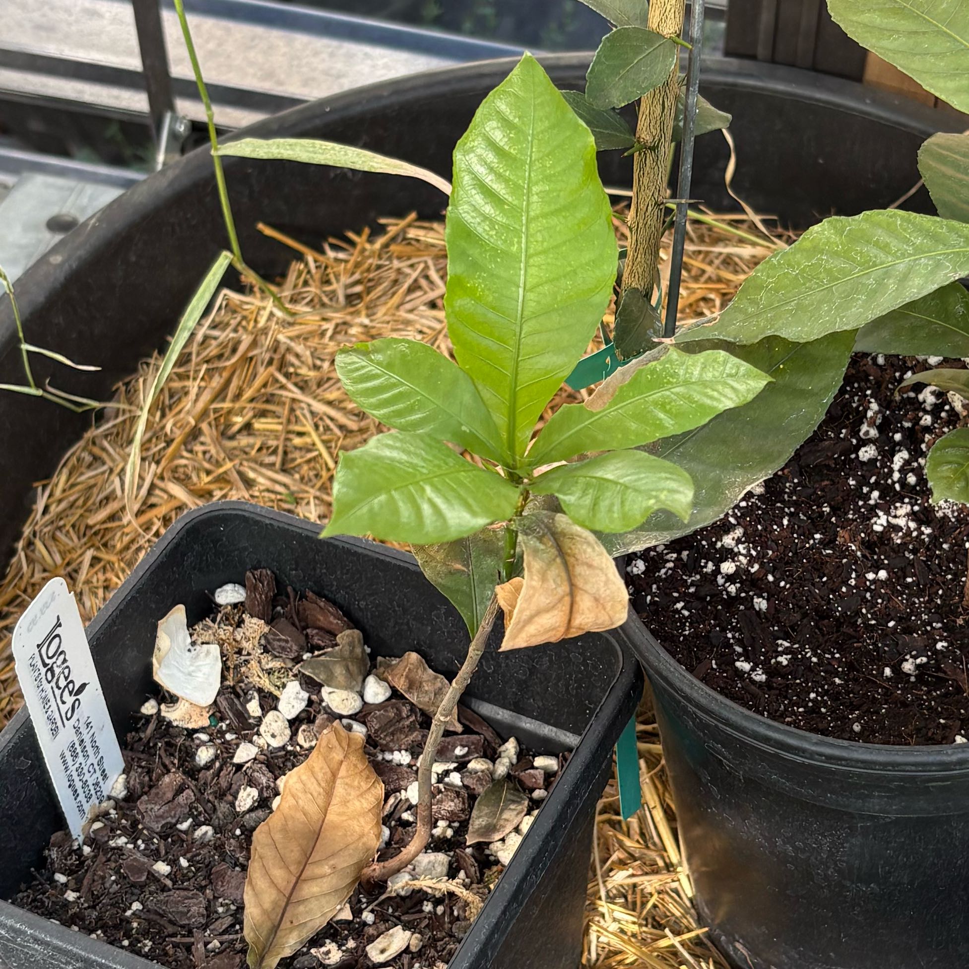 Photo of the plant species Heaven Lotus by @Idplantthat named Castlile on Greg, the plant care app