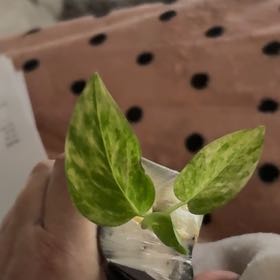Photo of the plant species Pothos spp. by @Idplantthat named Tane on Greg, the plant care app