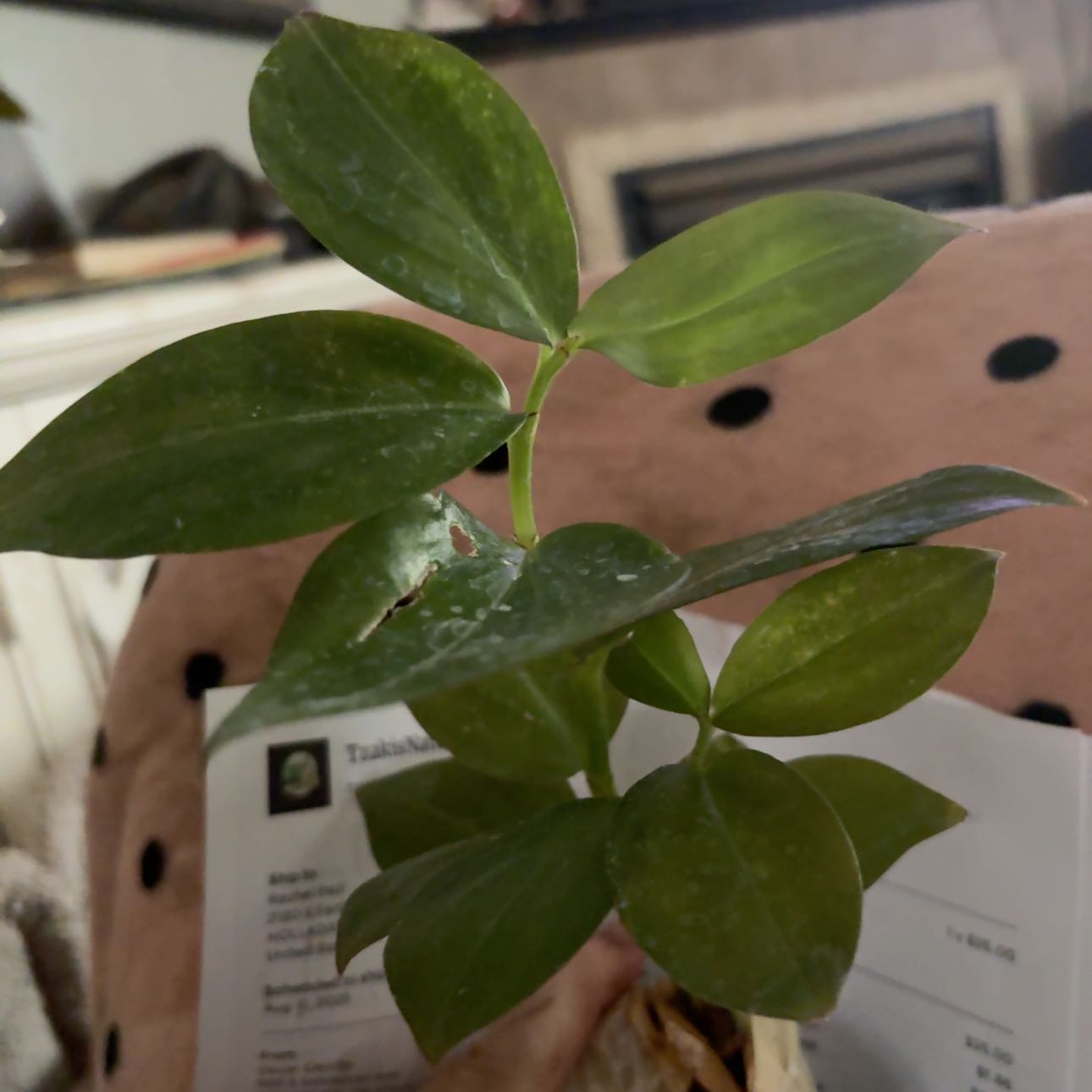 Plant care for Costus pictus on Greg, the plant care app