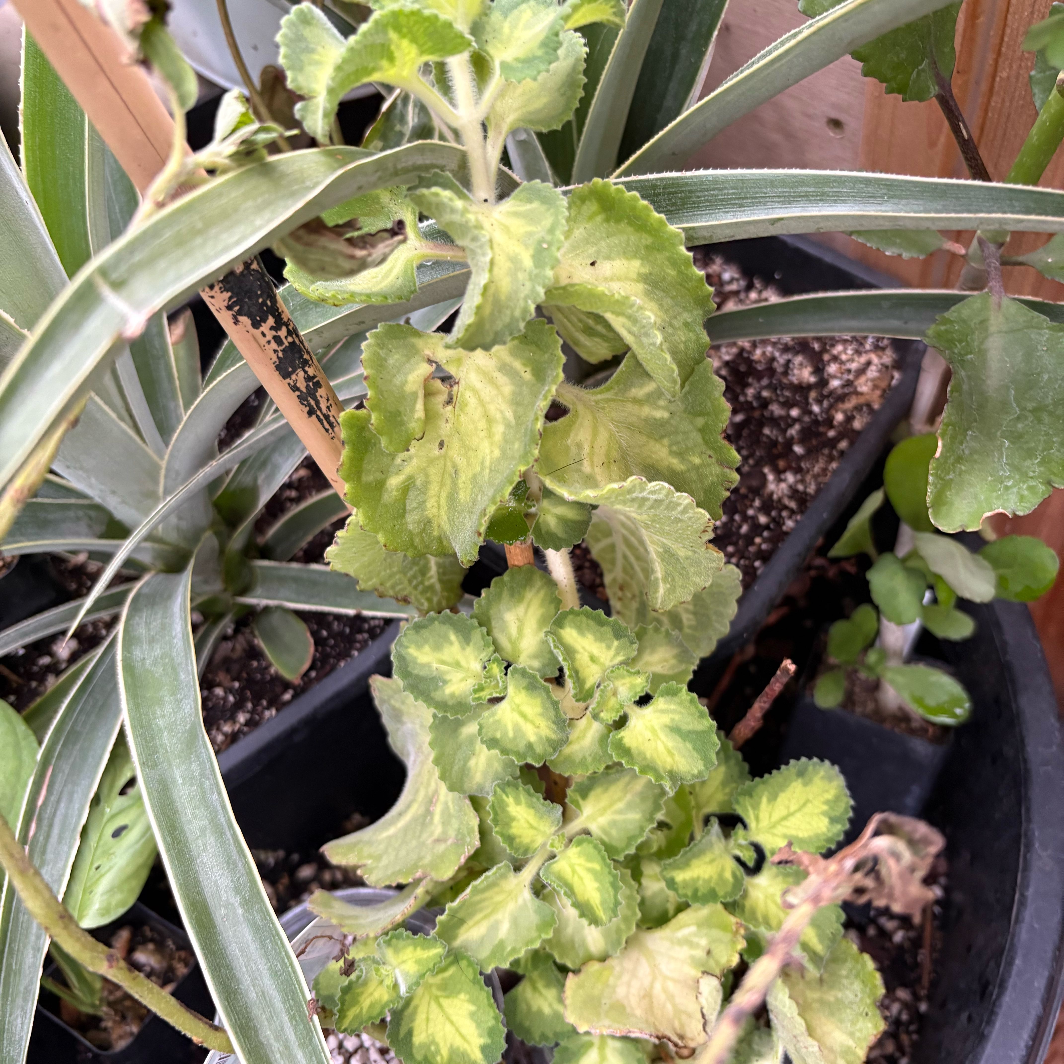 Photo of the plant species Oregano 'Aurea' by @Idplantthat named Variegated Cuban false oregano on Greg, the plant care app
