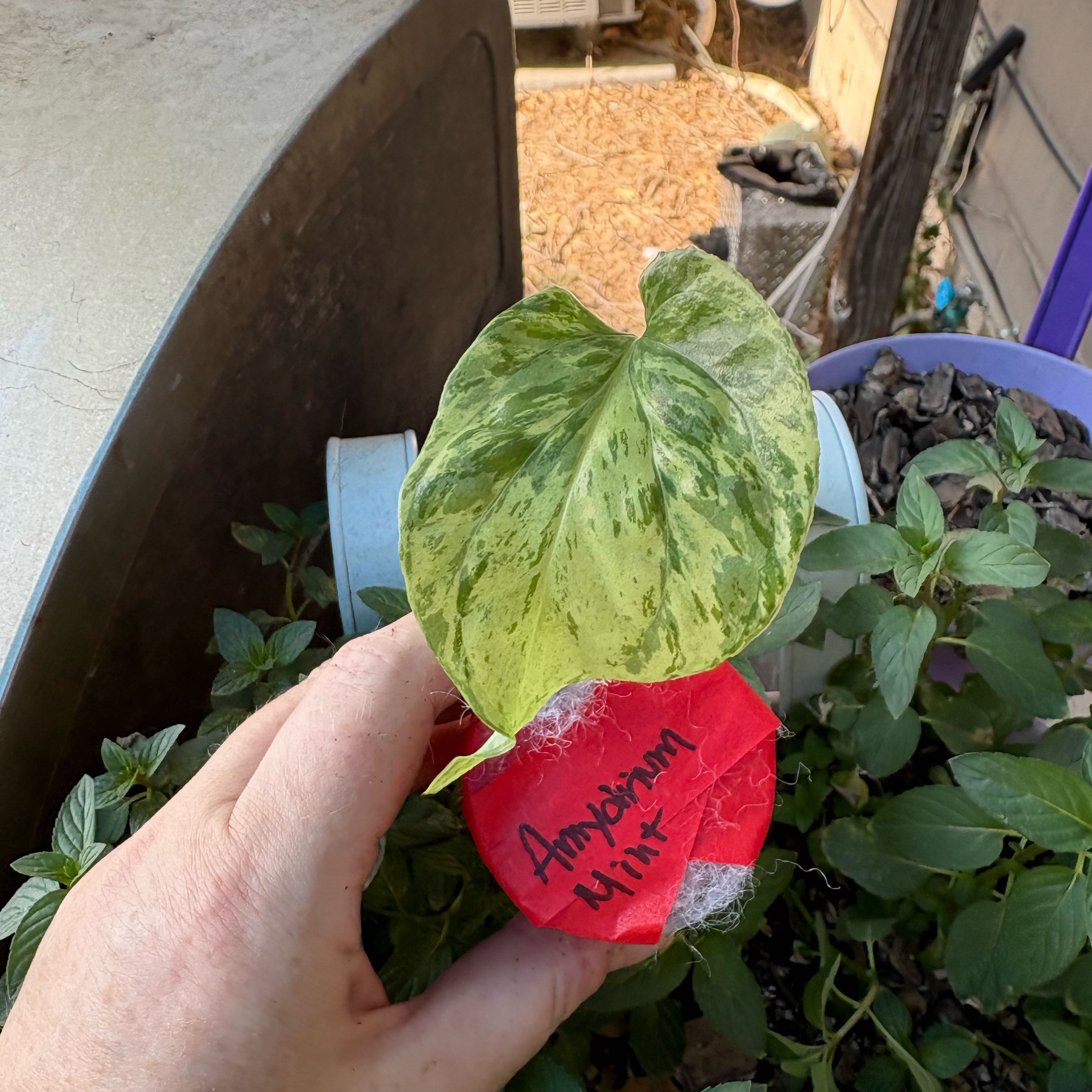 Photo of the plant species Variegated Spiderman Amydrium by @Idplantthat named Taranis on Greg, the plant care app