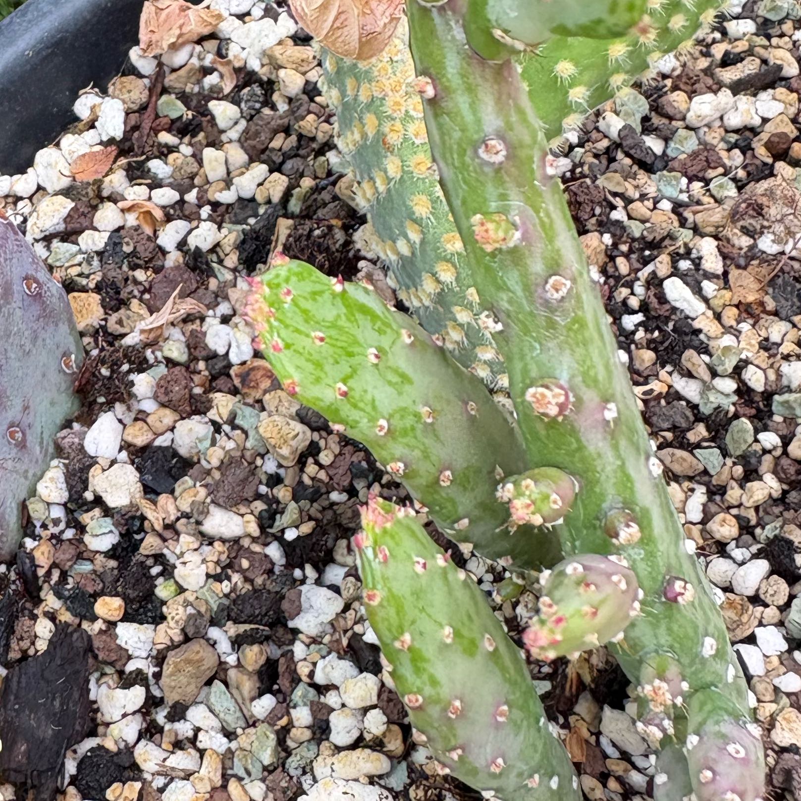 Photo of the plant species Variegated Joseph's Coat by @Idplantthat named Potiphar on Greg, the plant care app