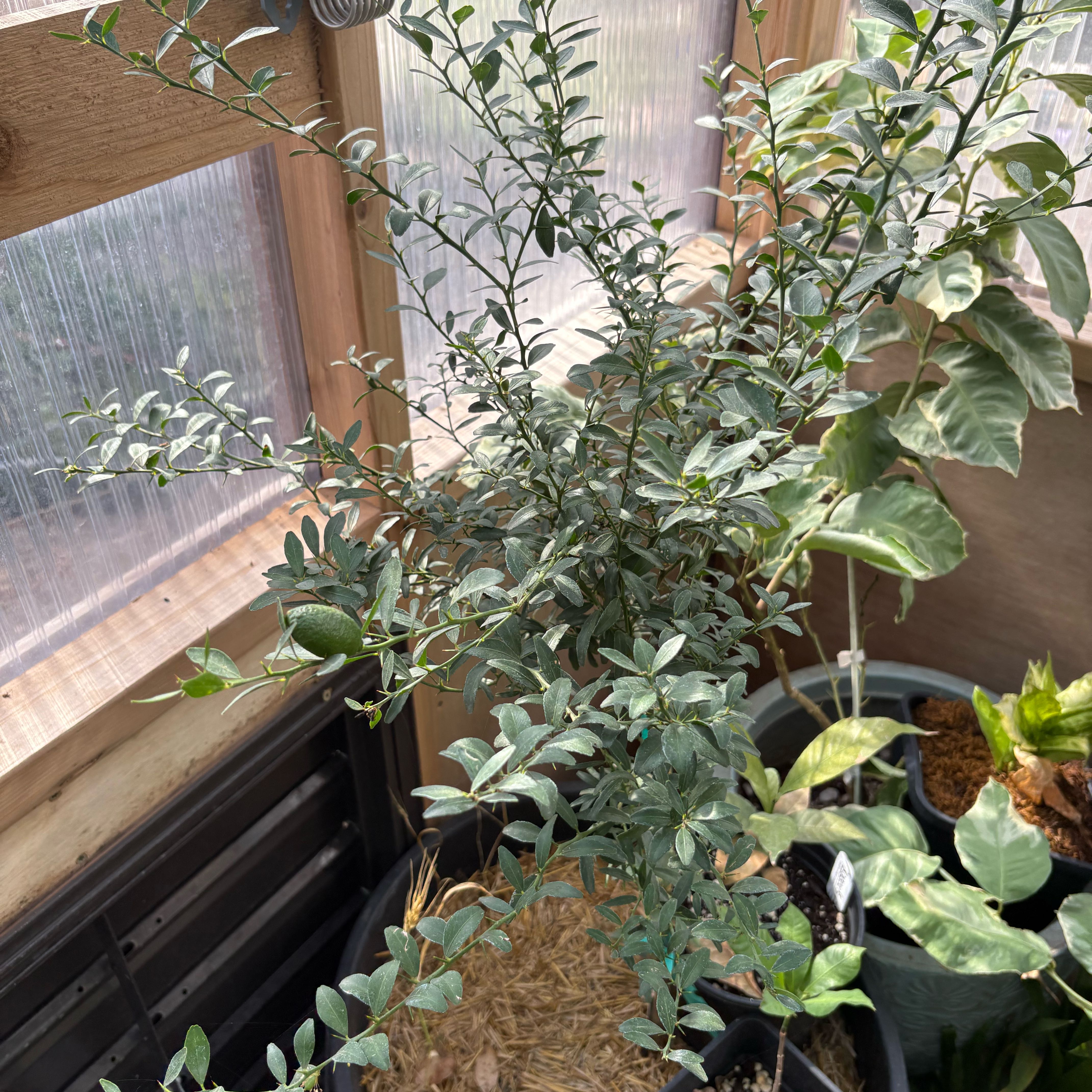 Photo of the plant species Caviar Lime by @Idplantthat named Purple Rain on Greg, the plant care app