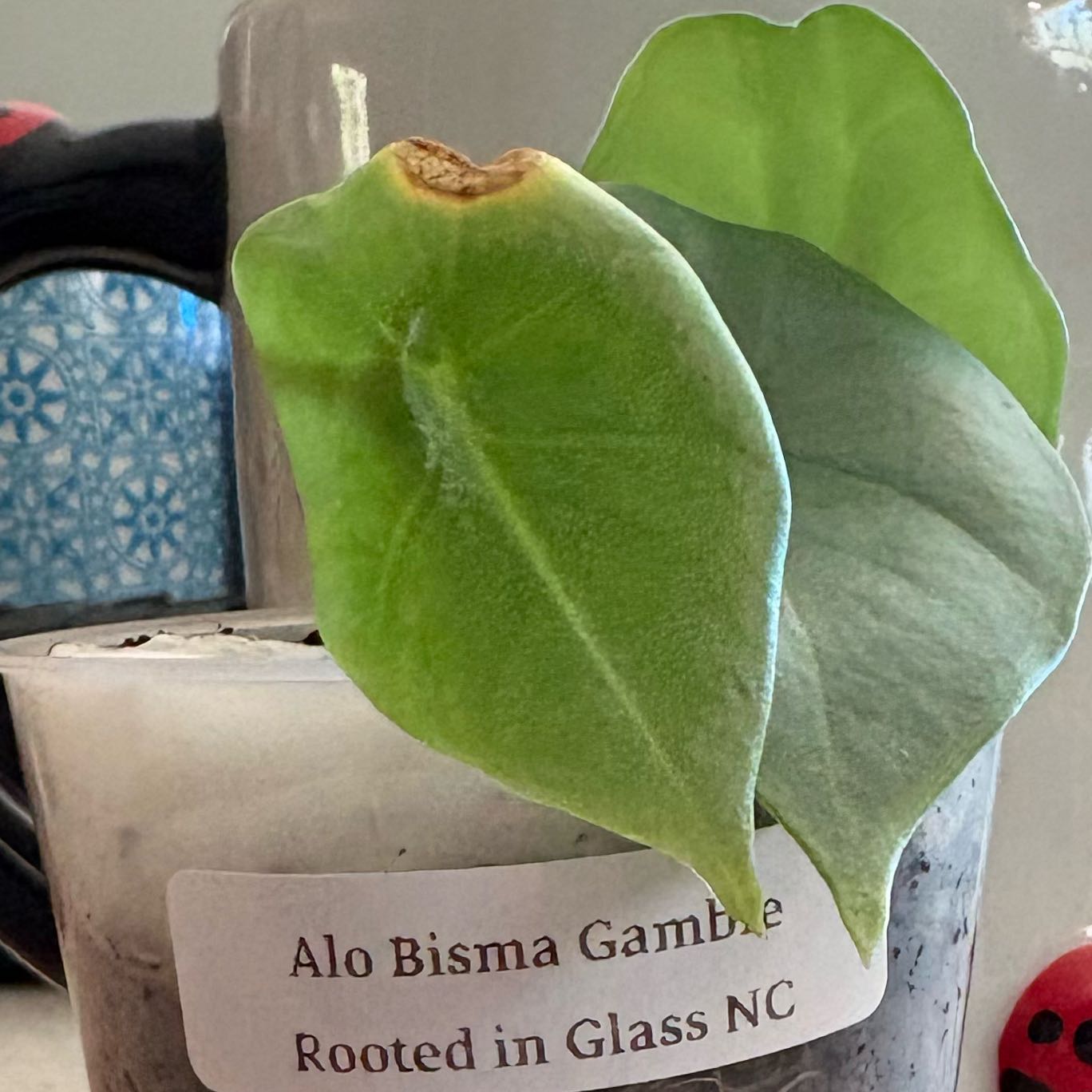 Photo of the plant species Alocasia Bisma by @Idplantthat named Mars on Greg, the plant care app