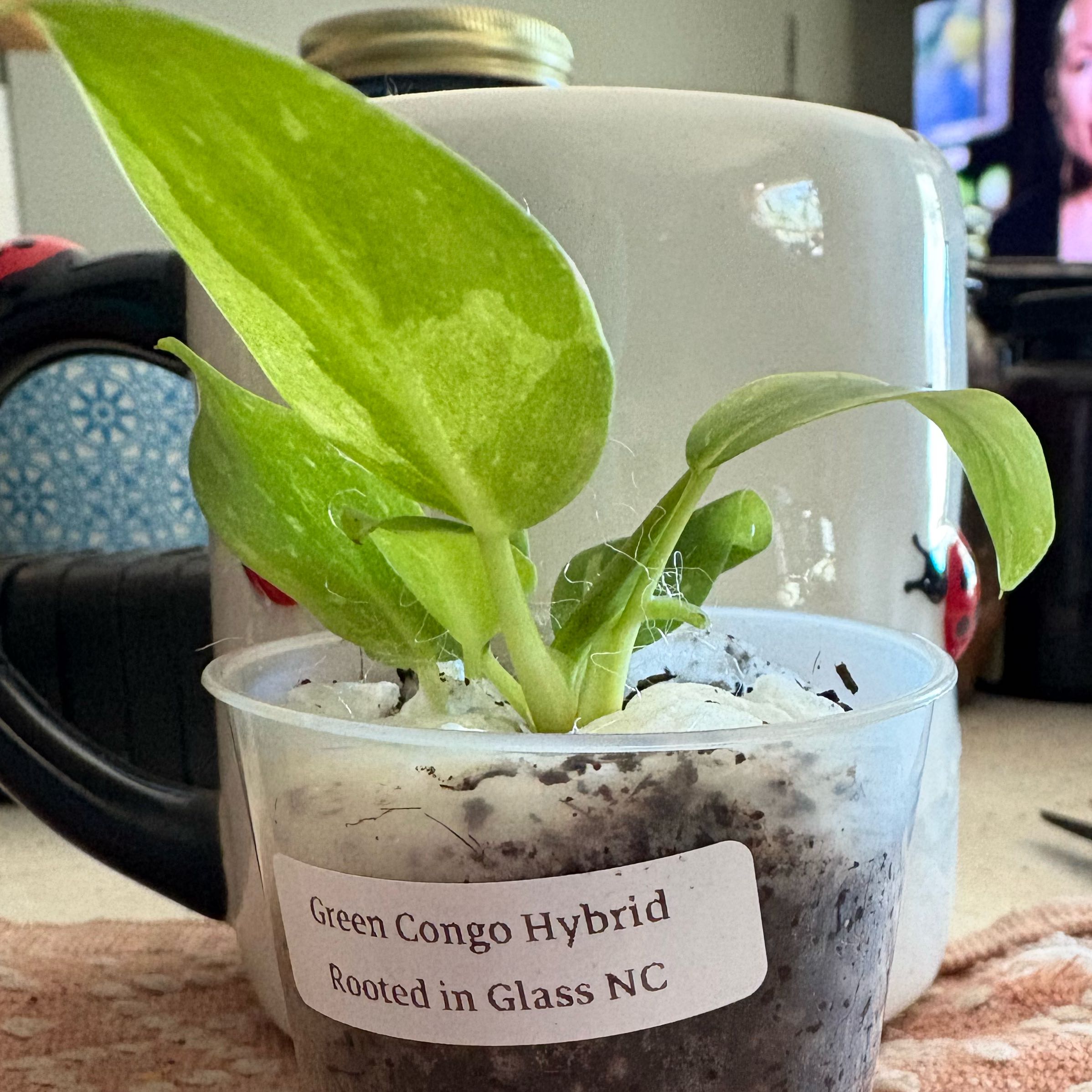 Photo of the plant species Green Congo by @Idplantthat named Oscar on Greg, the plant care app