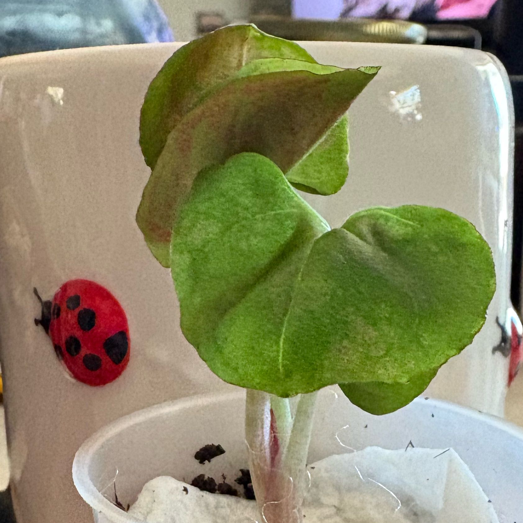 Photo of the plant species Strawberry Ice Arrowhead Plant by @Idplantthat named Zephyr on Greg, the plant care app