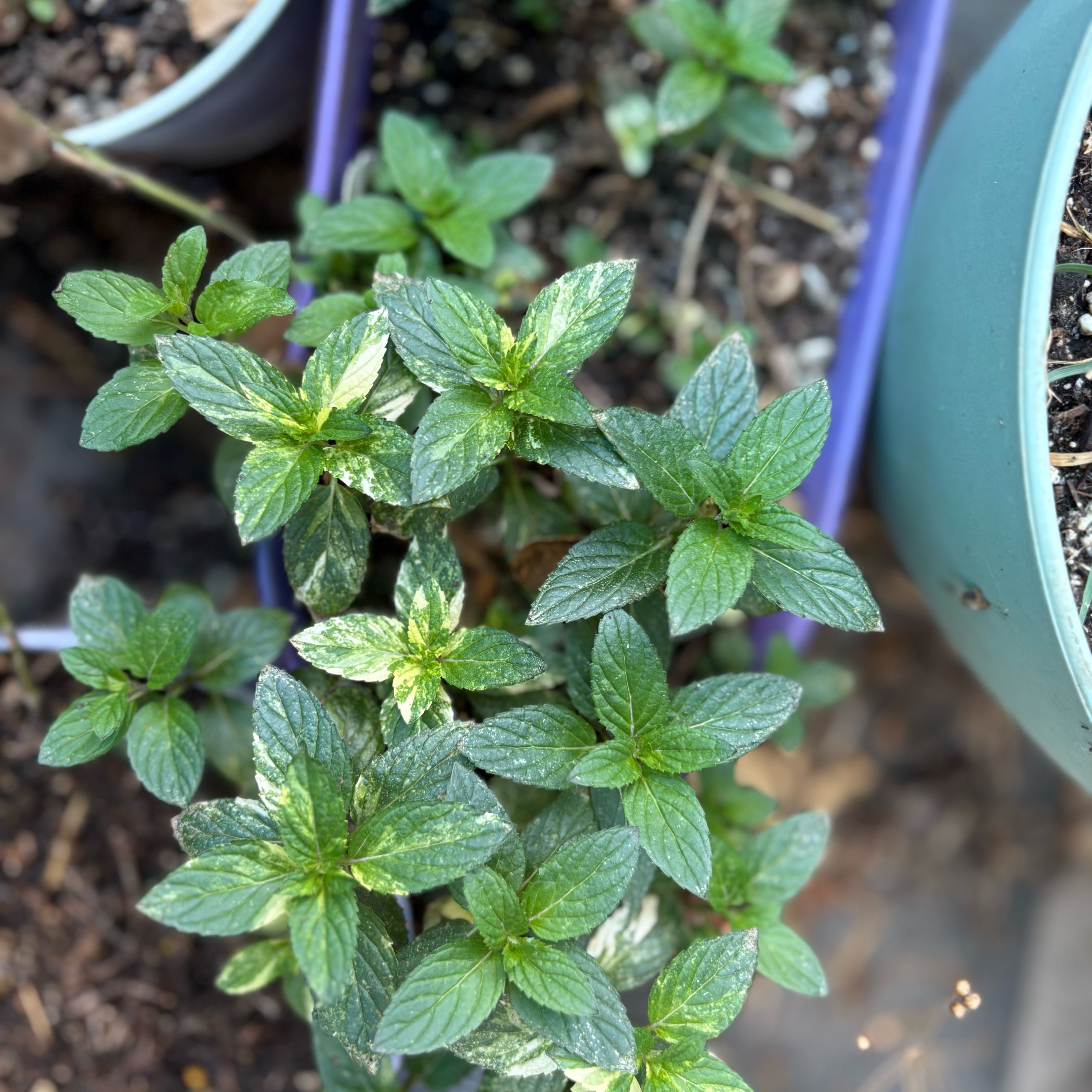 Photo of the plant species Variegated Peppermint by @Idplantthat named Fresh Breathe on Greg, the plant care app