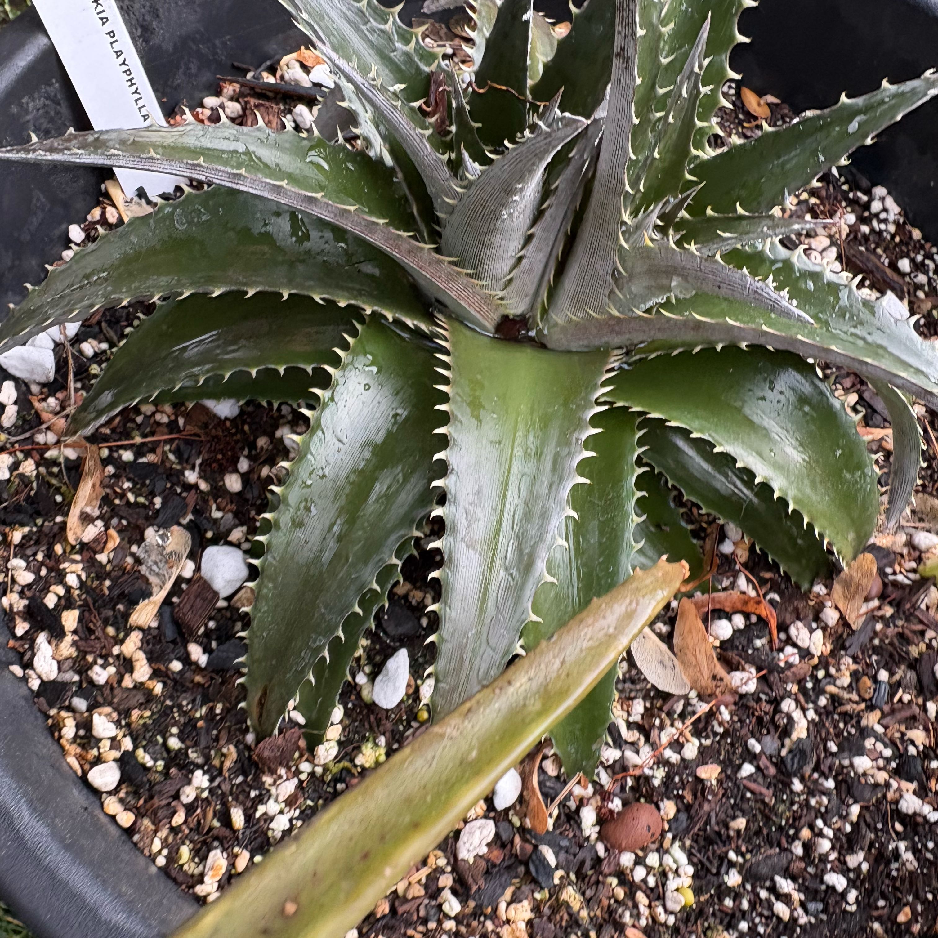 Photo of the plant species Cherry Cola Bromeliad by @Idplantthat named E.T Dyckia on Greg, the plant care app