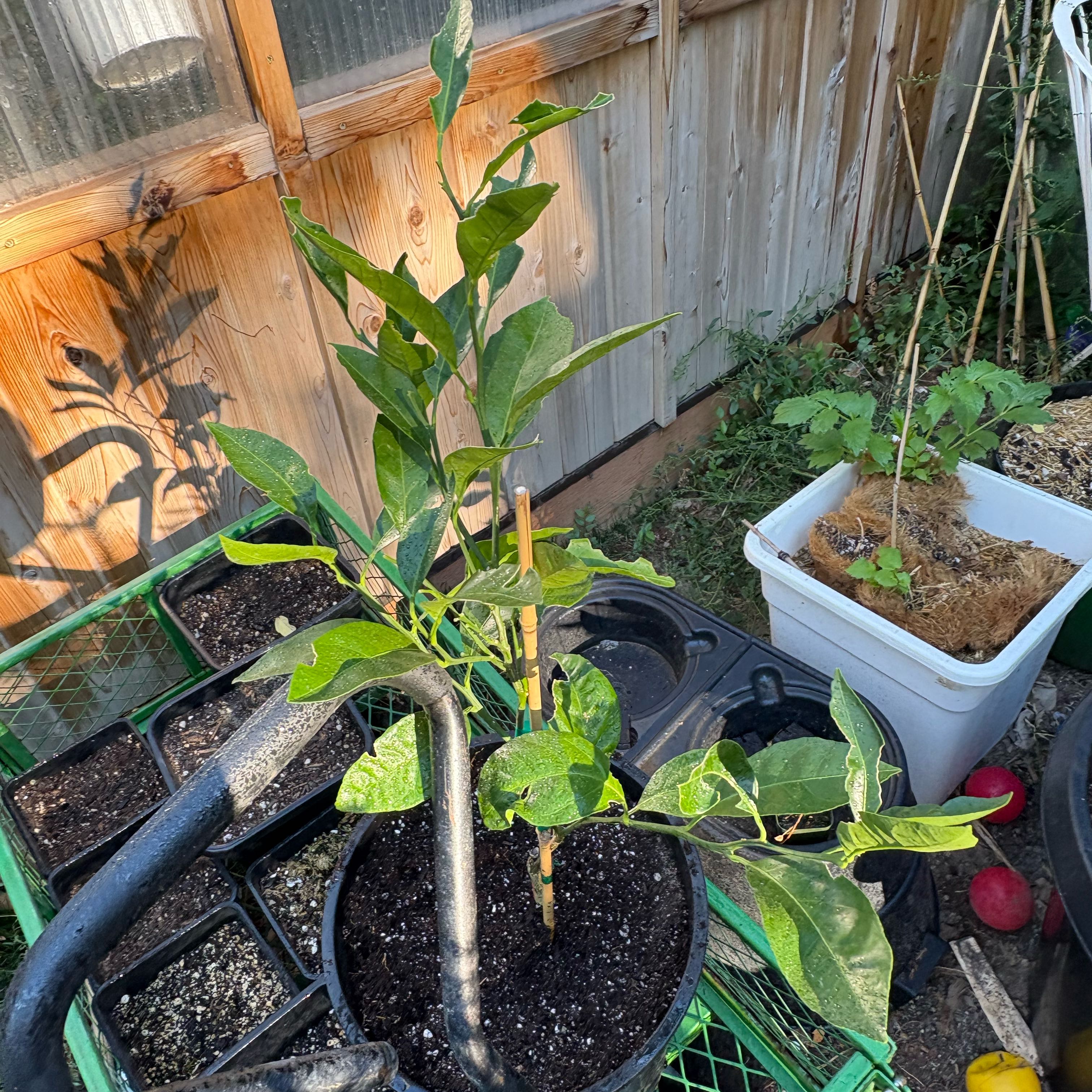 Photo of the plant species Owari Satsuma Mandarin Tree by @Idplantthat named Oni on Greg, the plant care app