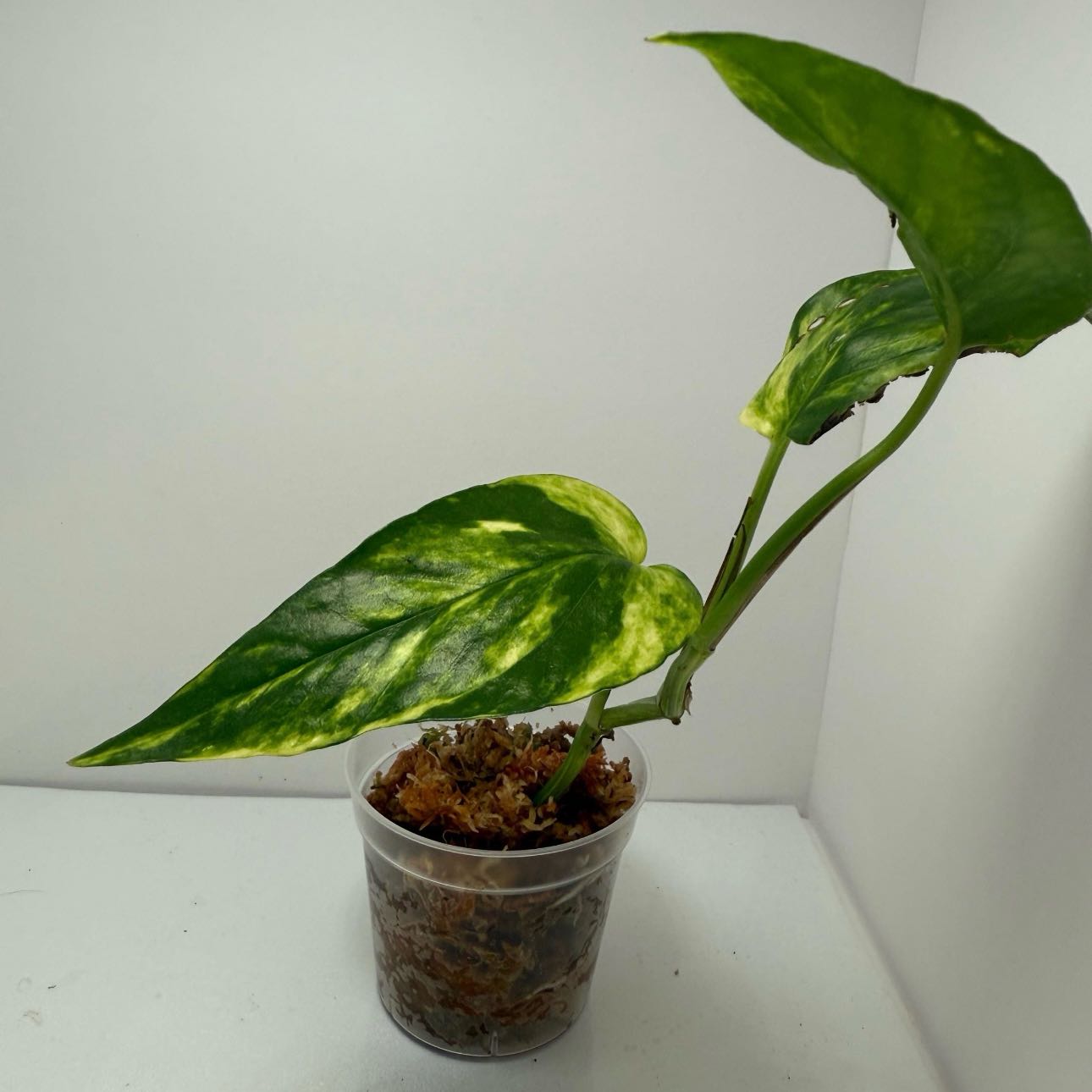 Photo of the plant species Yellow Flame by @Idplantthat named Duendes on Greg, the plant care app
