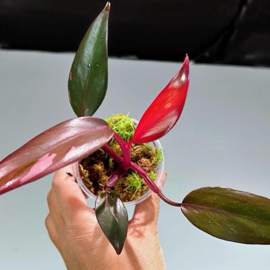 Photo of the plant species Philodendron 'Pink Princess Marble' by @Idplantthat named Wilder on Greg, the plant care app