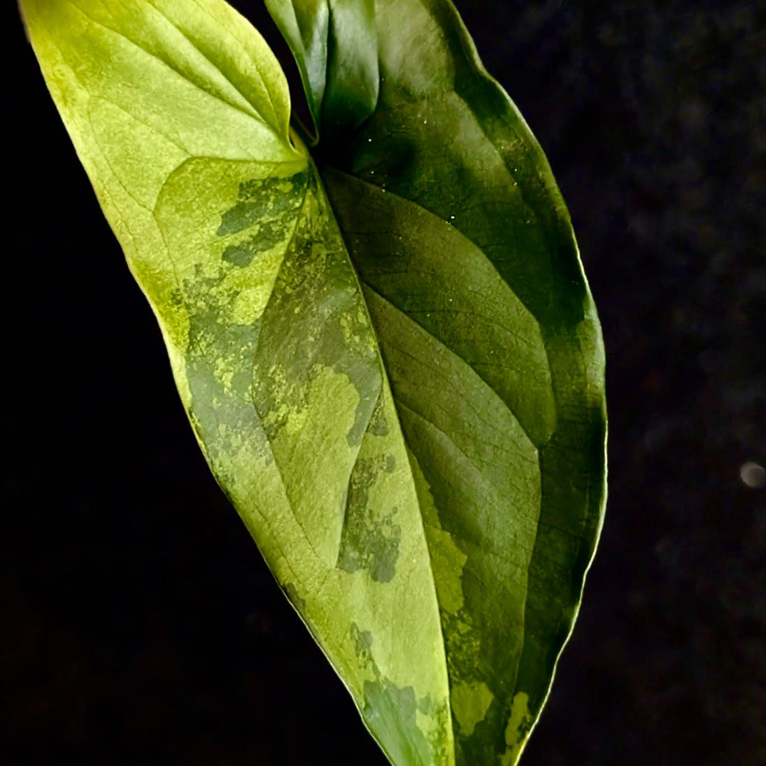 Photo of the plant species faustina mint by @Idplantthat named Wyvern on Greg, the plant care app