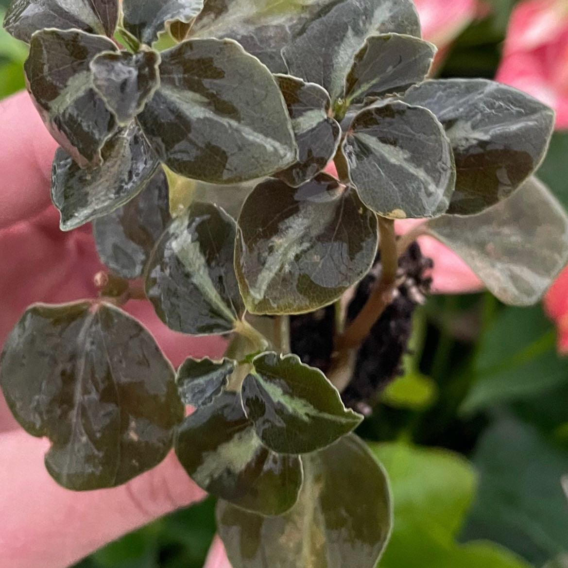 Photo of the plant species Columbiana Peperomia by @Idplantthat named Furrypelts on Greg, the plant care app