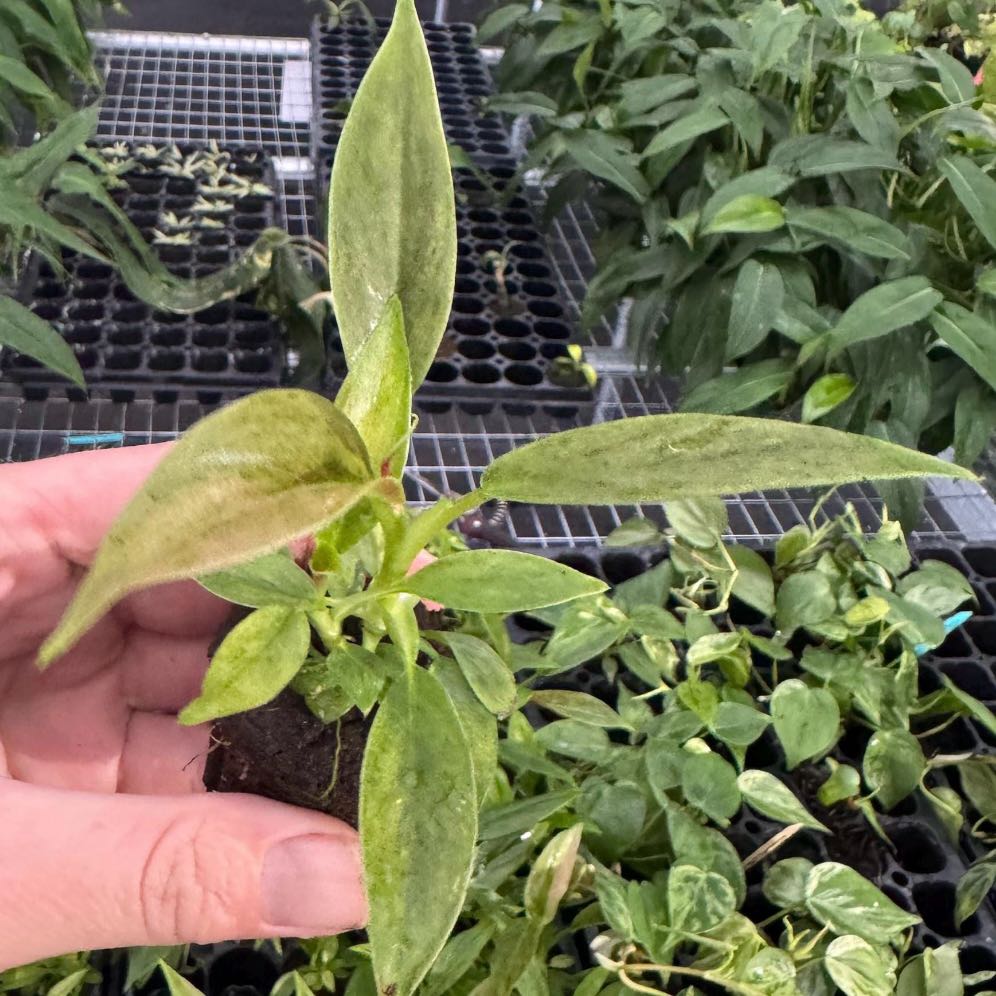 Photo of the plant species Variegated Philodendron subhastatum by @Idplantthat named Grootslang on Greg, the plant care app