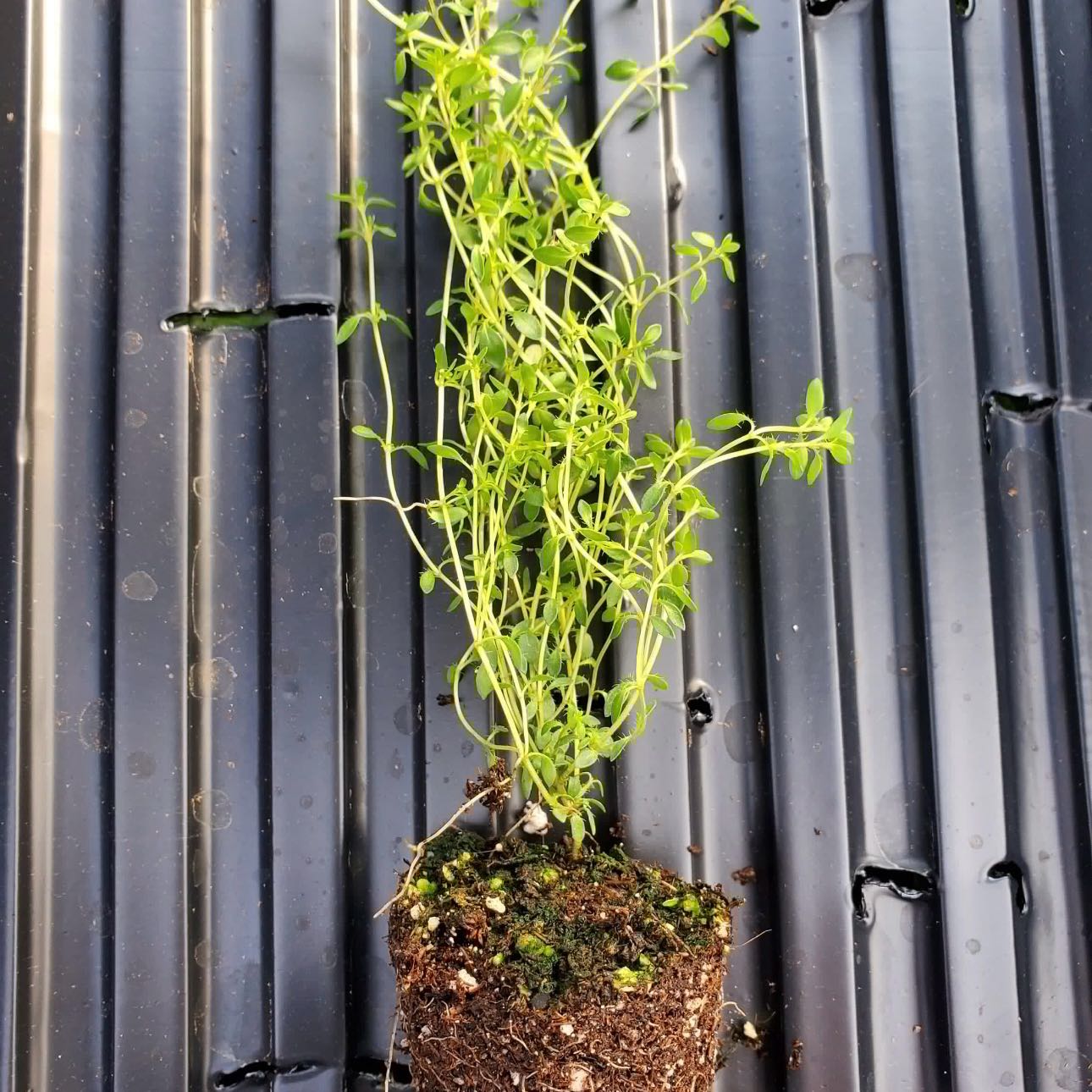 Photo of the plant species Coconut Thyme by @Idplantthat named Lime 🍋‍🟩 n coconut 🥥 on Greg, the plant care app