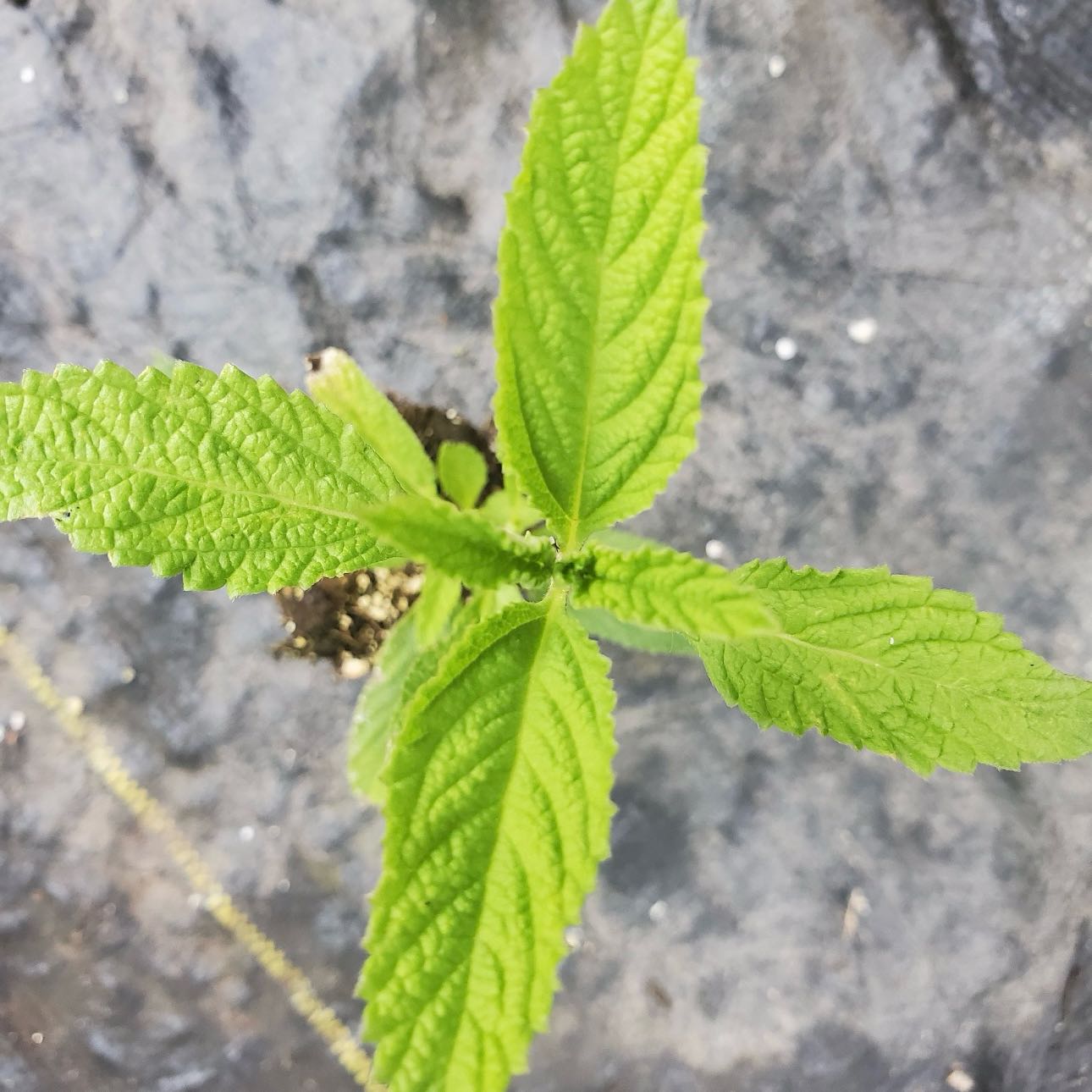 Photo of the plant species Aztec Sweet Herb by @Idplantthat named Sweet Lips 👄 on Greg, the plant care app