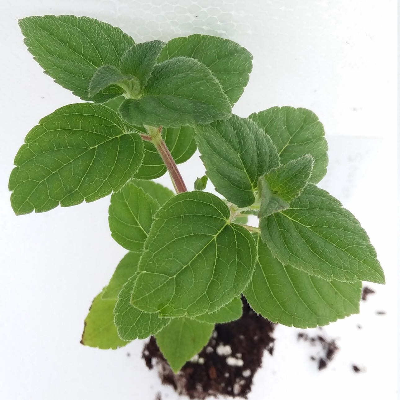 Photo of the plant species Tangerine Sage by @Idplantthat named Apollo on Greg, the plant care app