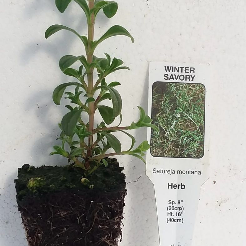 Photo of the plant species Perennial Savory by @Idplantthat named Winter Savory on Greg, the plant care app