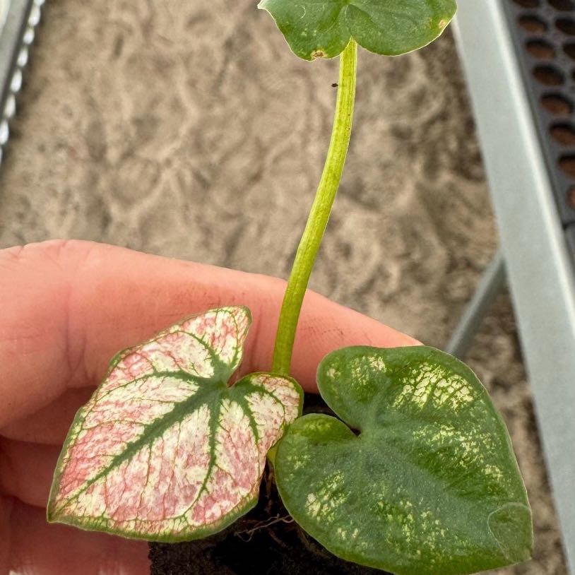 Photo of the plant species Caladium Scarlet Flame by @Idplantthat named Flora on Greg, the plant care app