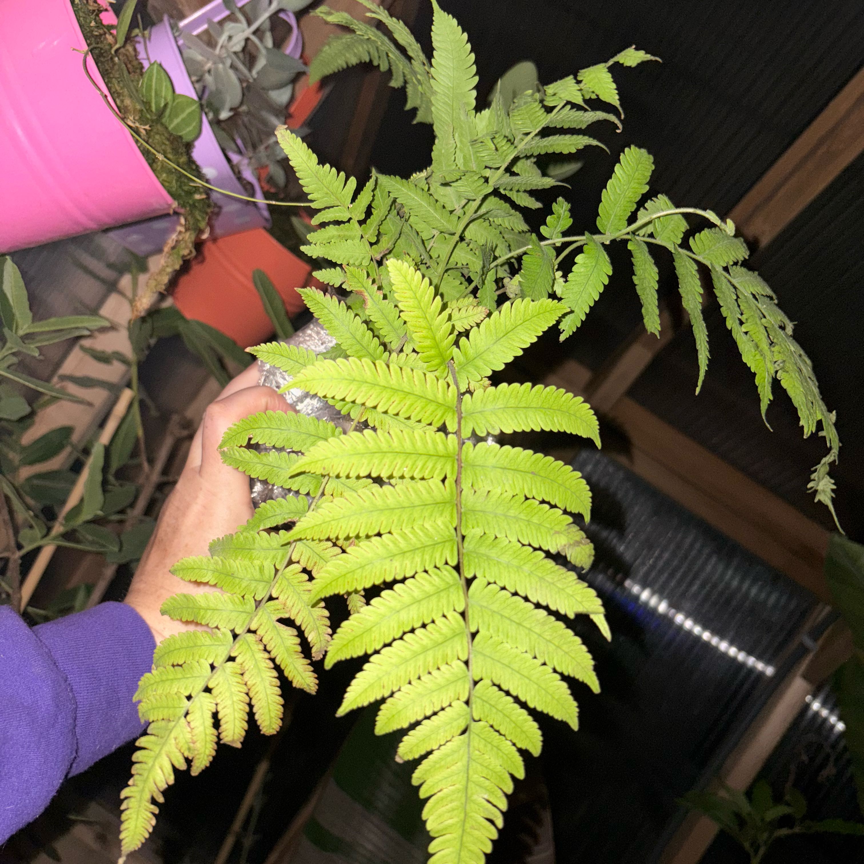 Photo of the plant species Australian Tree-Fern by @Idplantthat named Michigan Aussie on Greg, the plant care app