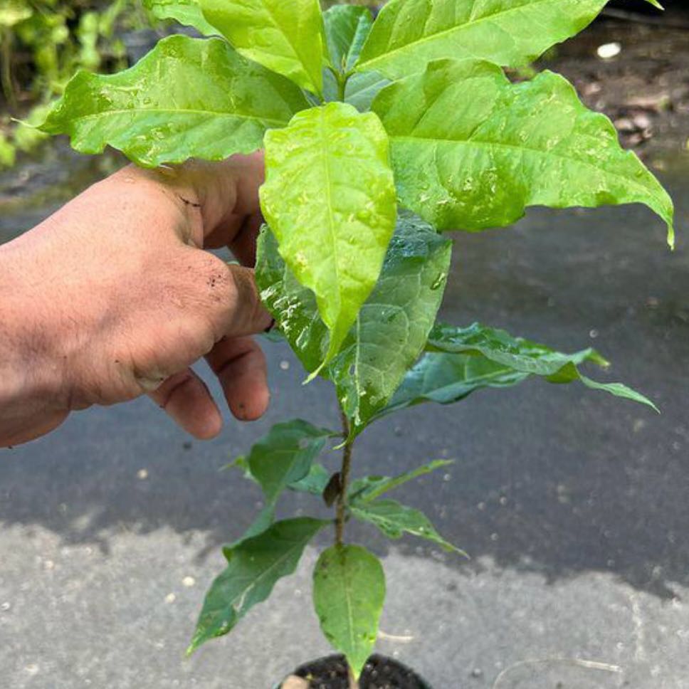 Photo of the plant species Peanut Butter Fruit by @Idplantthat named Almond dipper on Greg, the plant care app