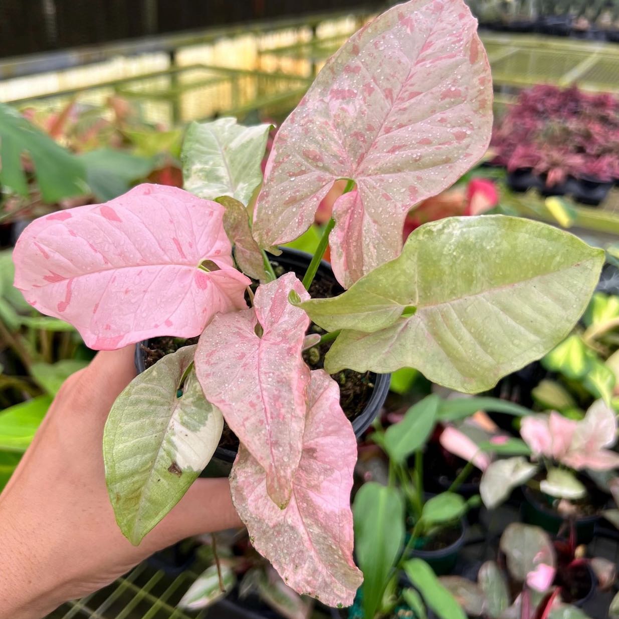 Photo of the plant species Pink Freckles by @Idplantthat named Double Pink Syngonium on Greg, the plant care app
