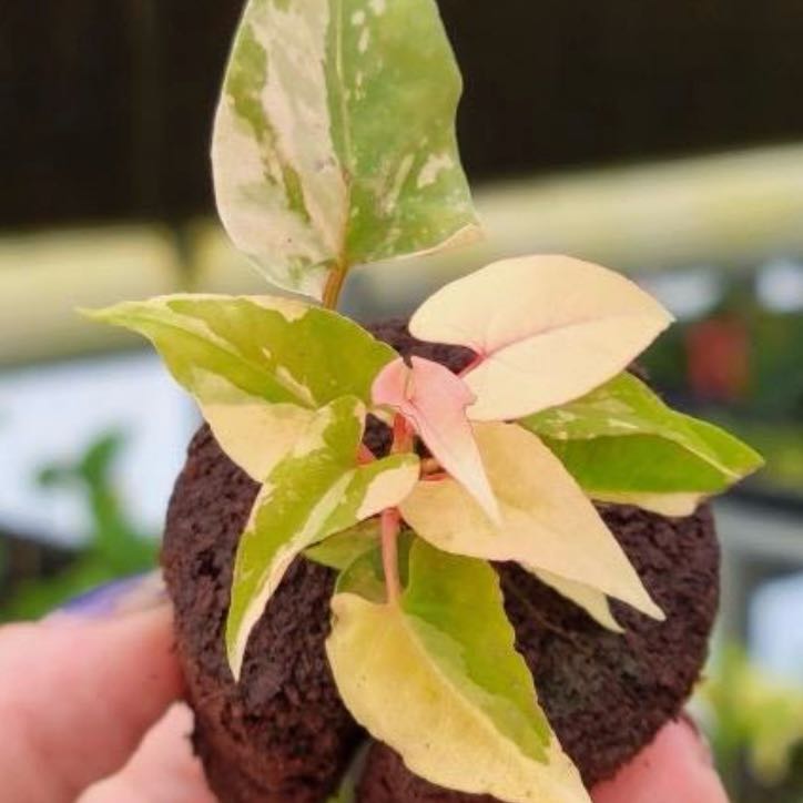 Photo of the plant species Tuber Fleeceflower by @Idplantthat named Agatha on Greg, the plant care app