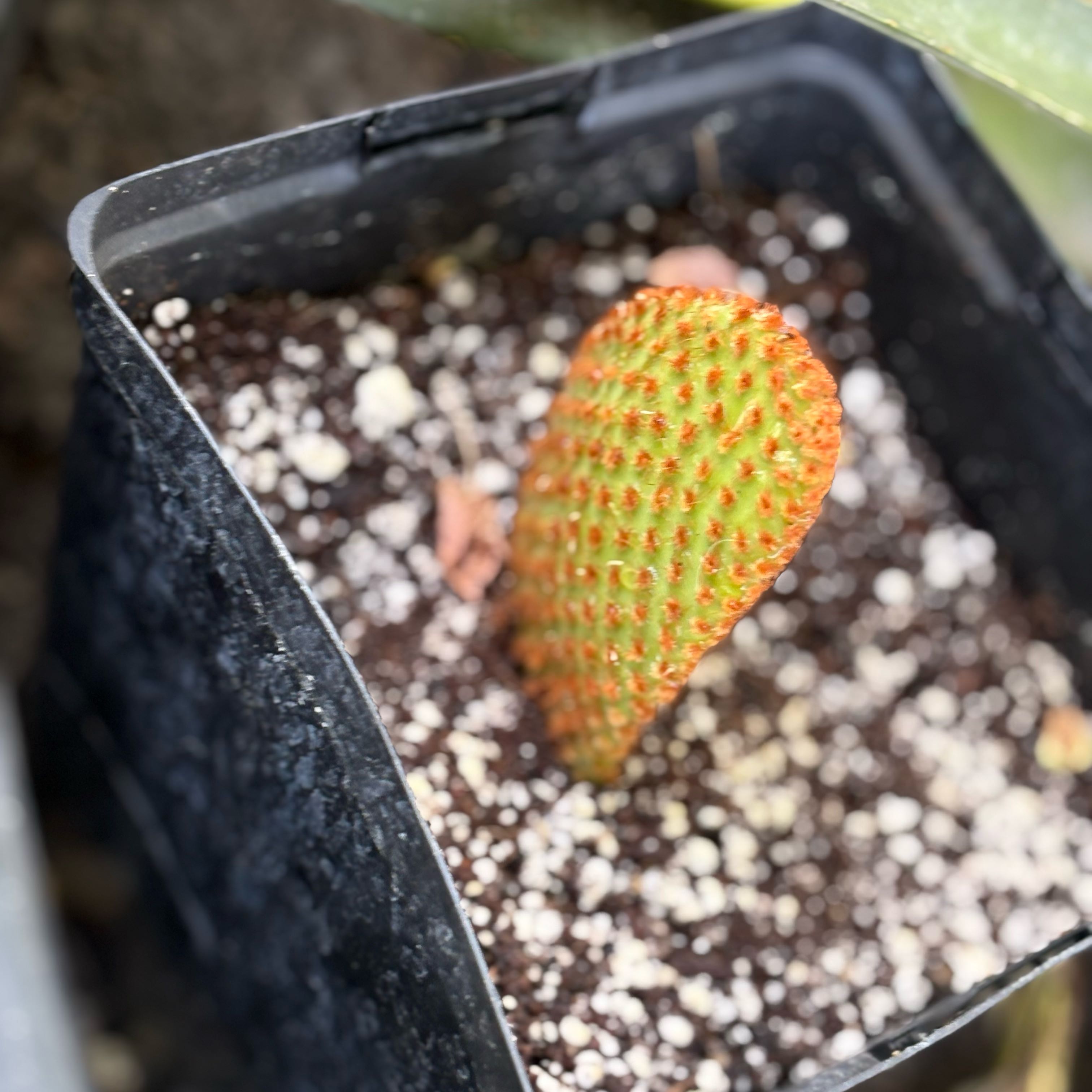 Photo of the plant species Mini Cinnamon Cactus by @Idplantthat named Lil Red 🐻 on Greg, the plant care app