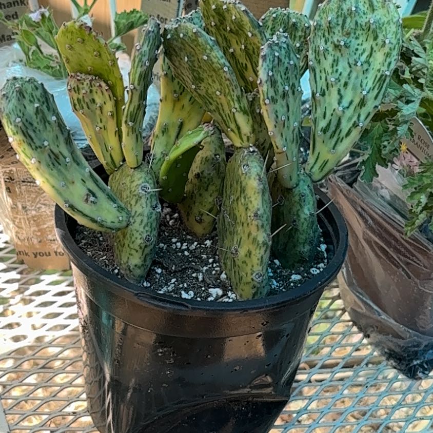 Photo of the plant species Variegated Joseph's Coat by @Idplantthat named Salty desert 🏜️ on Greg, the plant care app