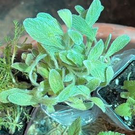 Photo of the plant species Greek Mountain Tea by @Idplantthat named Kardashian on Greg, the plant care app