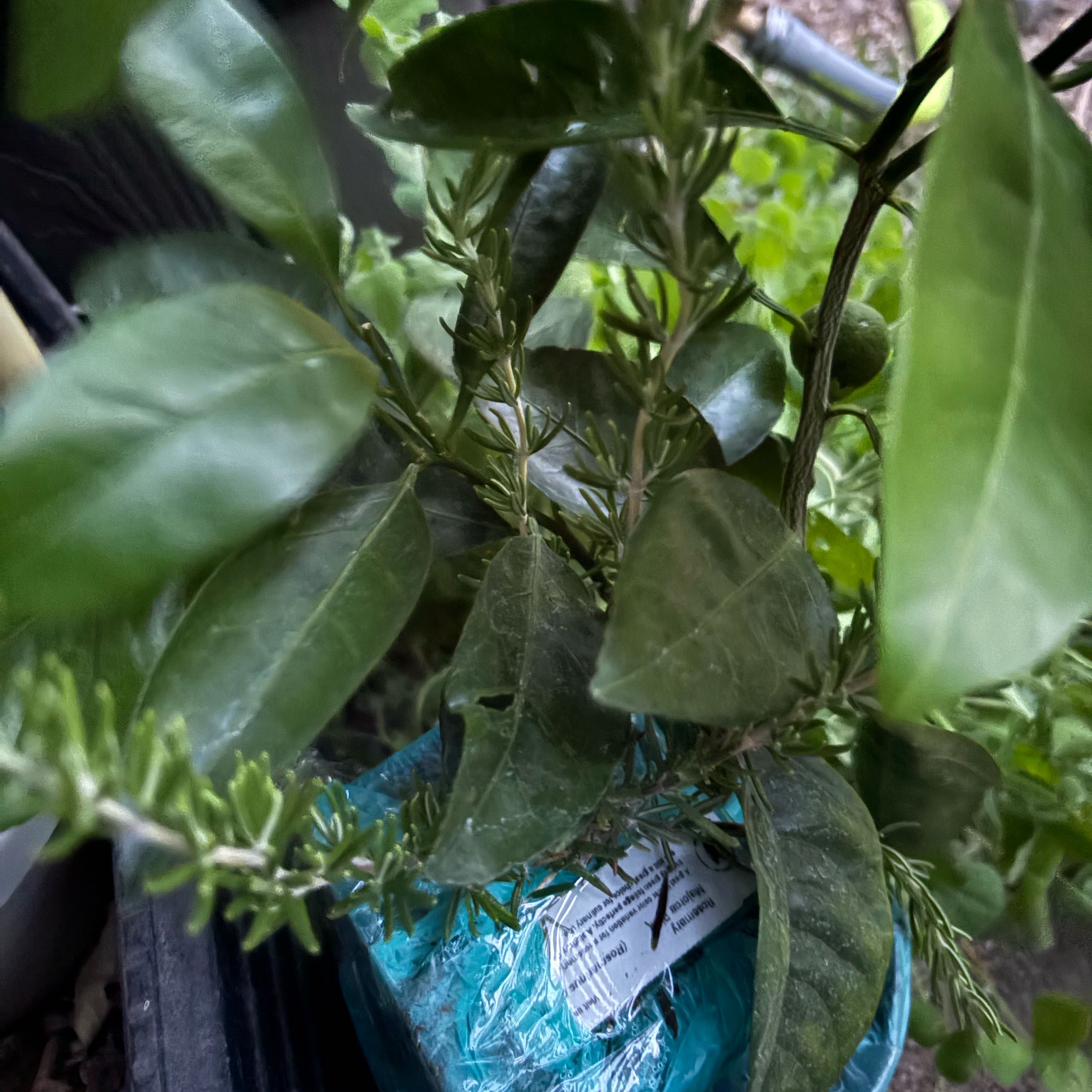 Photo of the plant species Rosemary 'Rosy' by @Idplantthat named Savory Compass on Greg, the plant care app