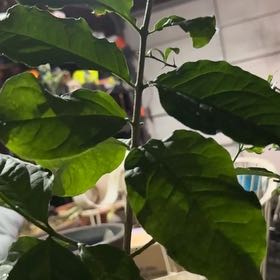 Photo of the plant species Peanut Butter Fruit by @Idplantthat named Jelly on Greg, the plant care app