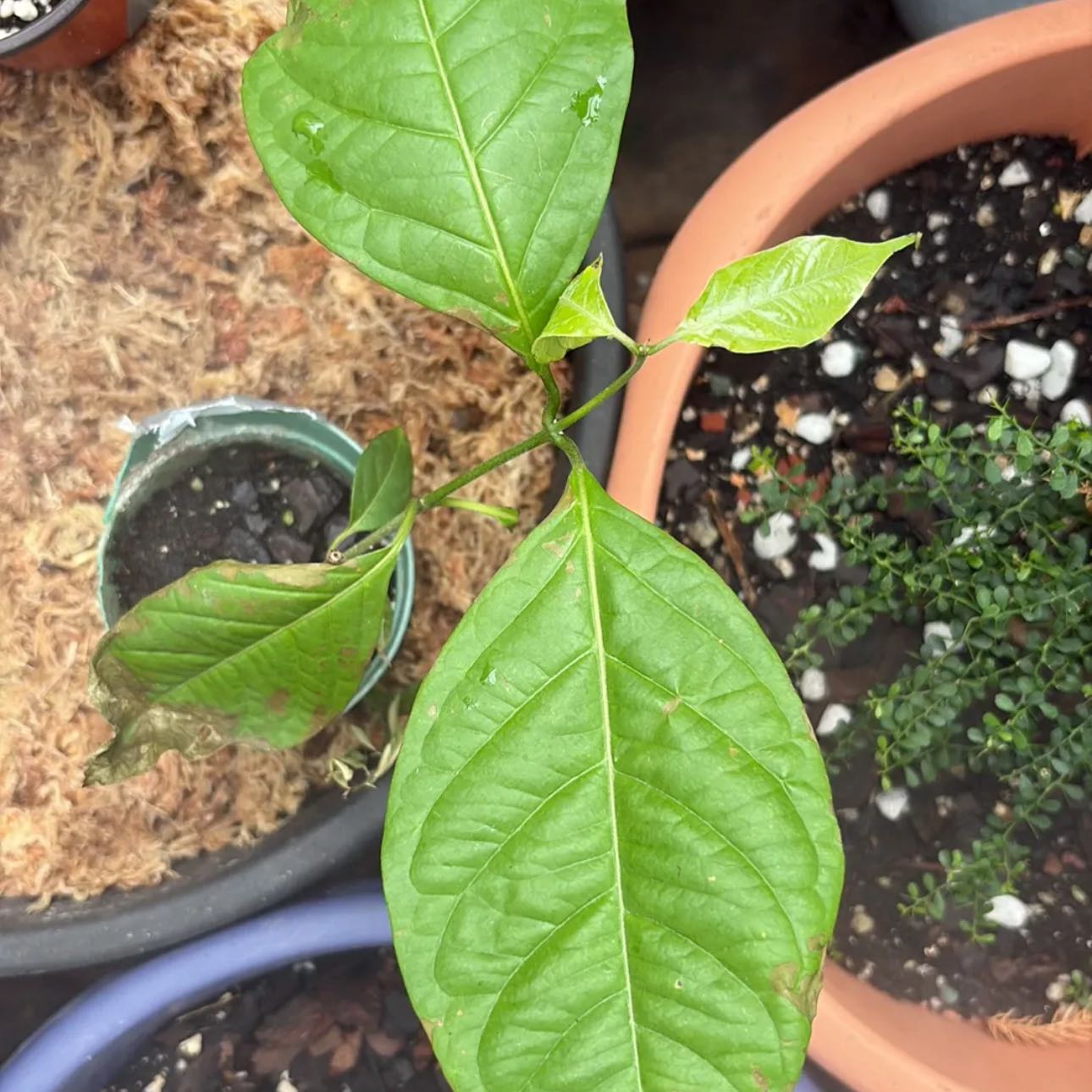 Plant care for Ayahuasca on Greg, the plant care app